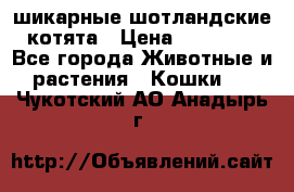 шикарные шотландские котята › Цена ­ 15 000 - Все города Животные и растения » Кошки   . Чукотский АО,Анадырь г.